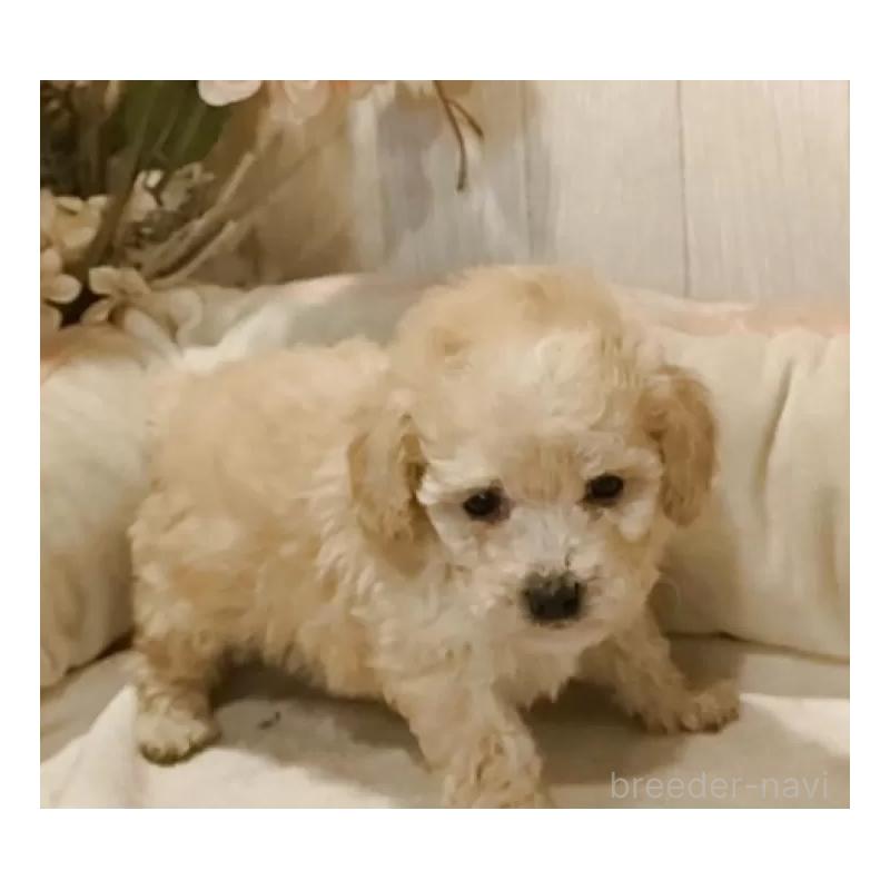 販売中の愛知県のティーカッププードル-429530の12枚目