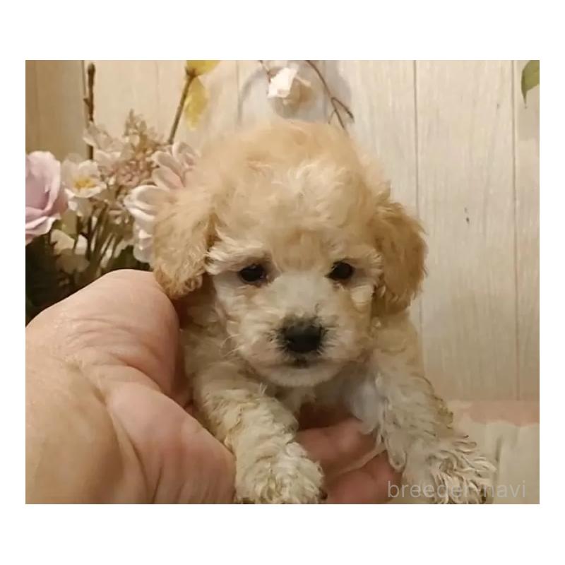 販売中の愛知県のティーカッププードル-429530の10枚目