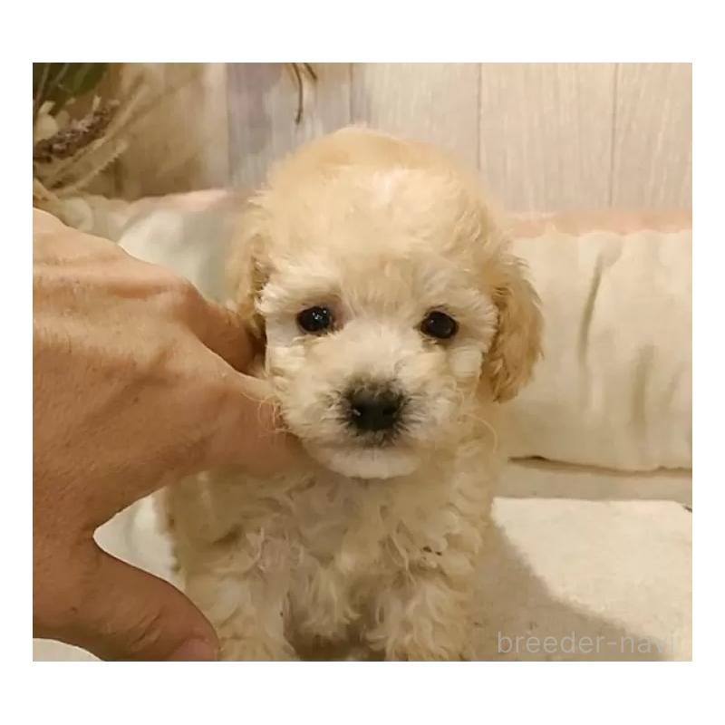 販売中の愛知県のティーカッププードル-429530の8枚目