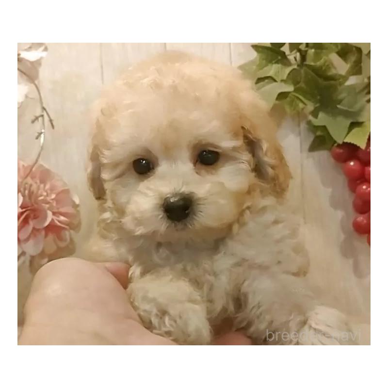 販売中の愛知県のティーカッププードル-429530の7枚目