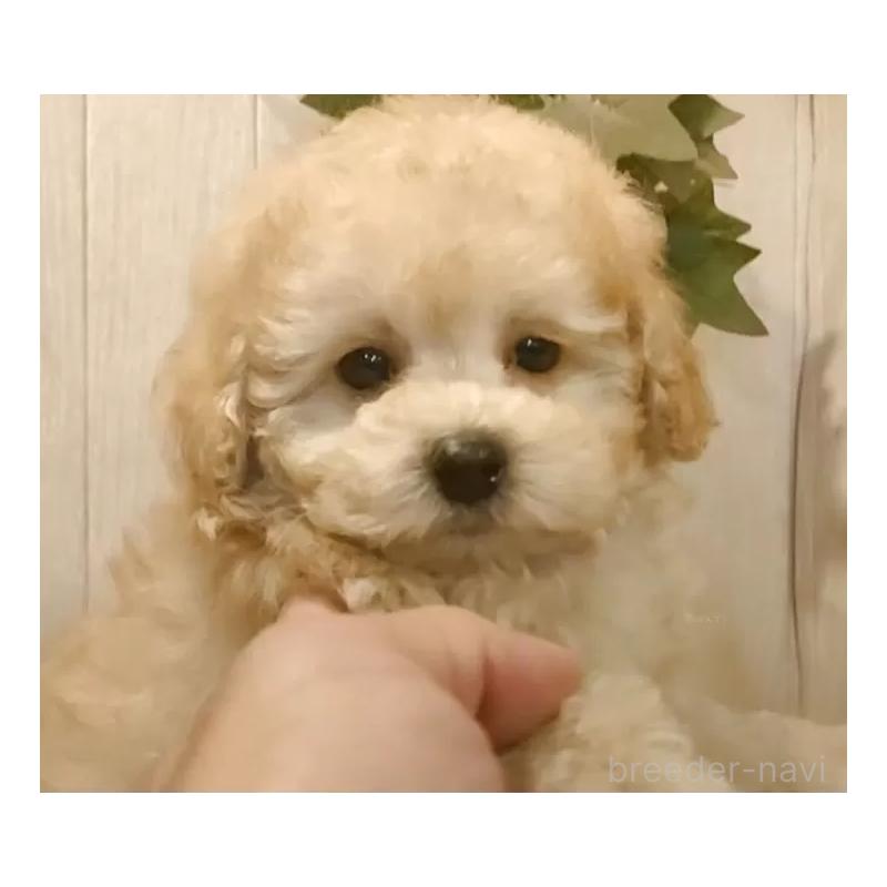販売中の愛知県のティーカッププードル-429530の5枚目