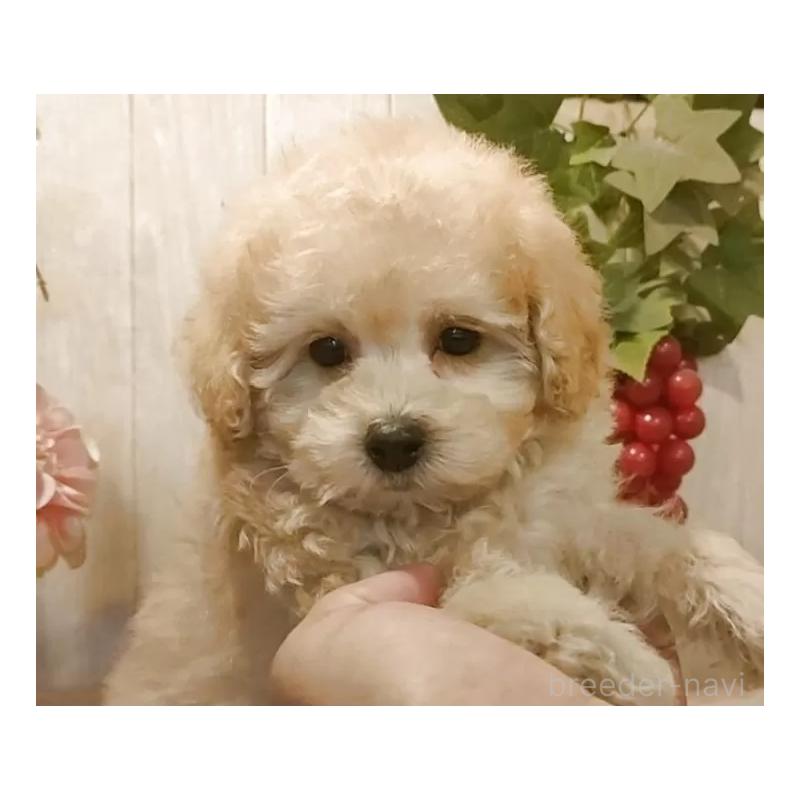 販売中の愛知県のティーカッププードル-429530の3枚目