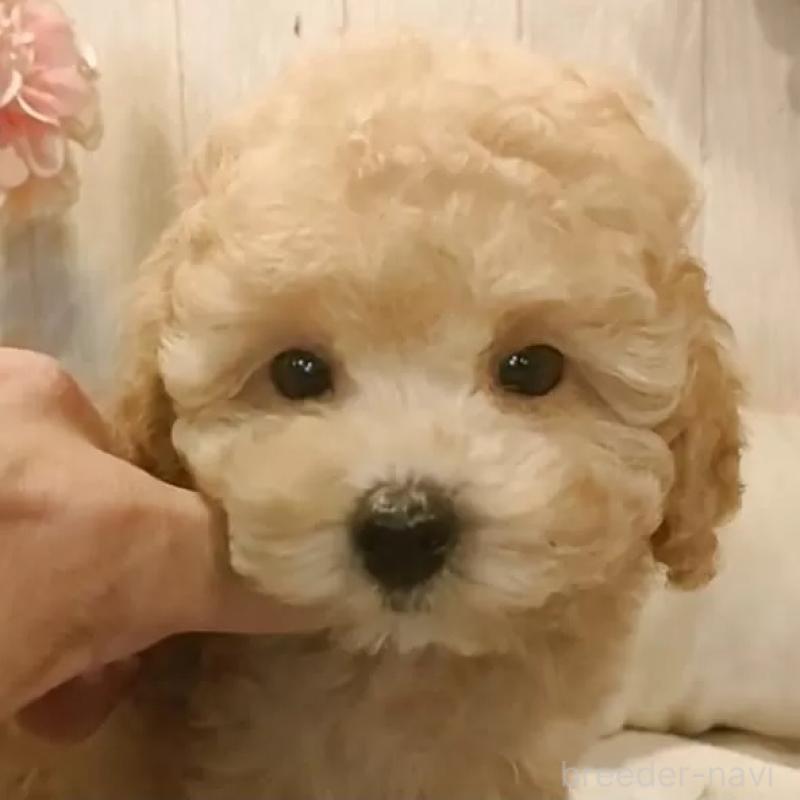 販売中の愛知県のティーカッププードル-429531