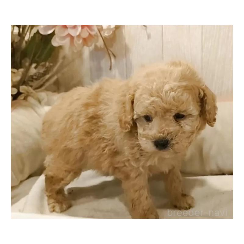 成約済の愛知県のティーカッププードル-429531の10枚目