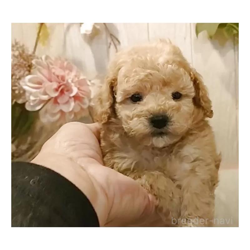 成約済の愛知県のティーカッププードル-429531の9枚目