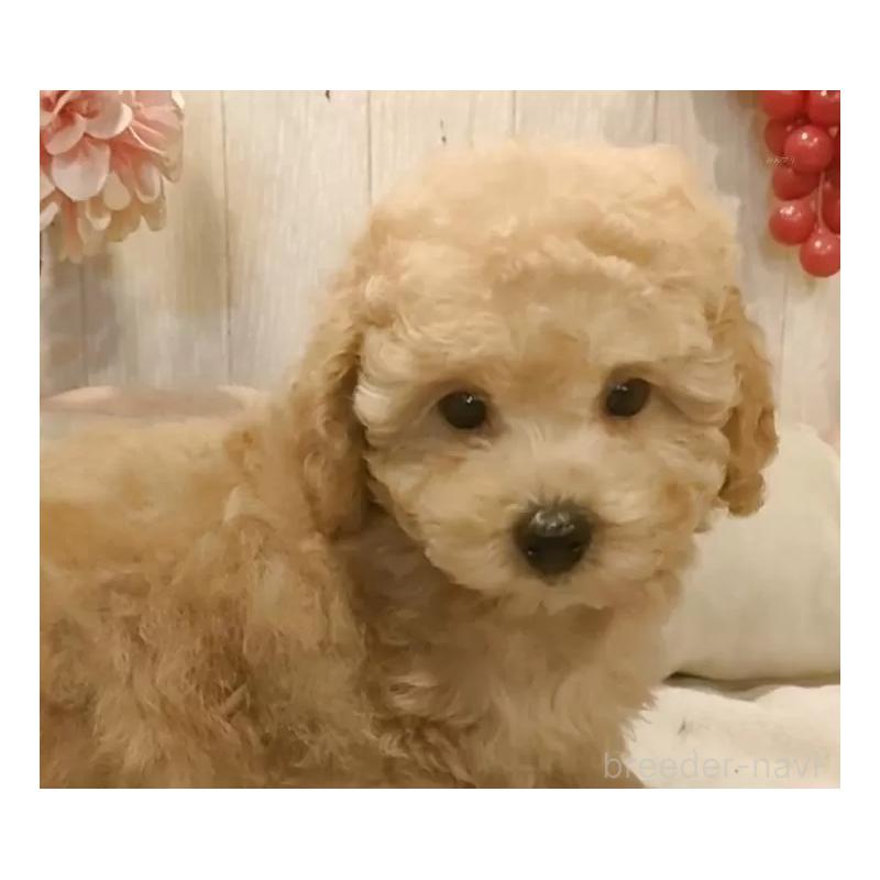 成約済の愛知県のティーカッププードル-429531の5枚目