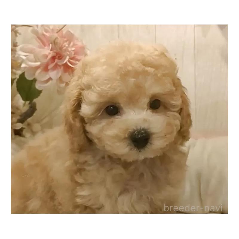 成約済の愛知県のティーカッププードル-429531の4枚目