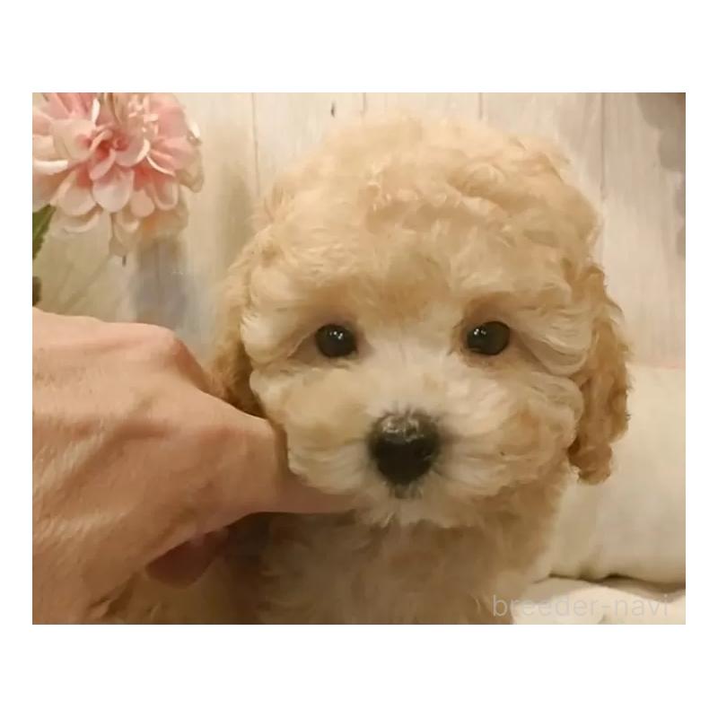 成約済の愛知県のティーカッププードル-429531の3枚目