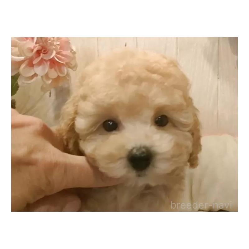 成約済の愛知県のティーカッププードル-429531の2枚目