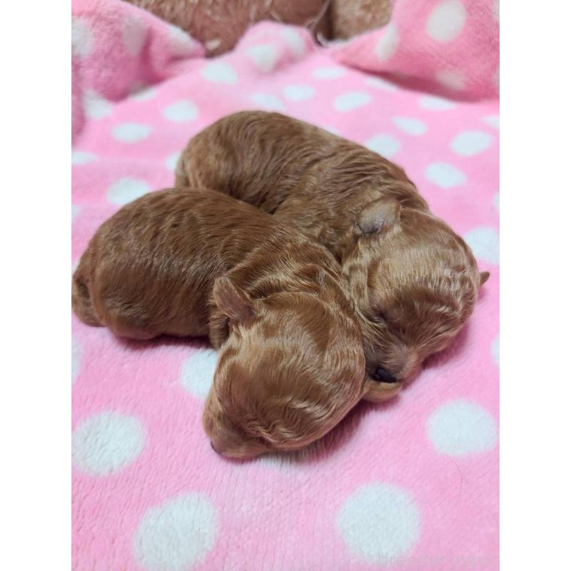 販売中の山形県のトイプードル-434132の3枚目