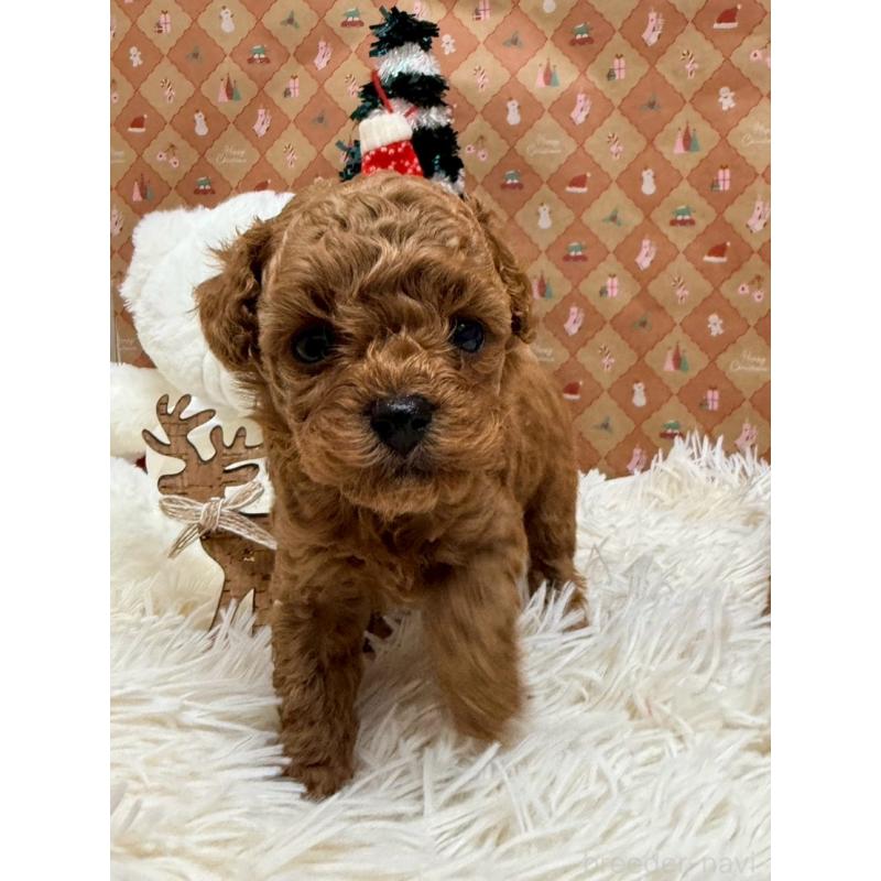 販売中の山形県のトイプードル-434132