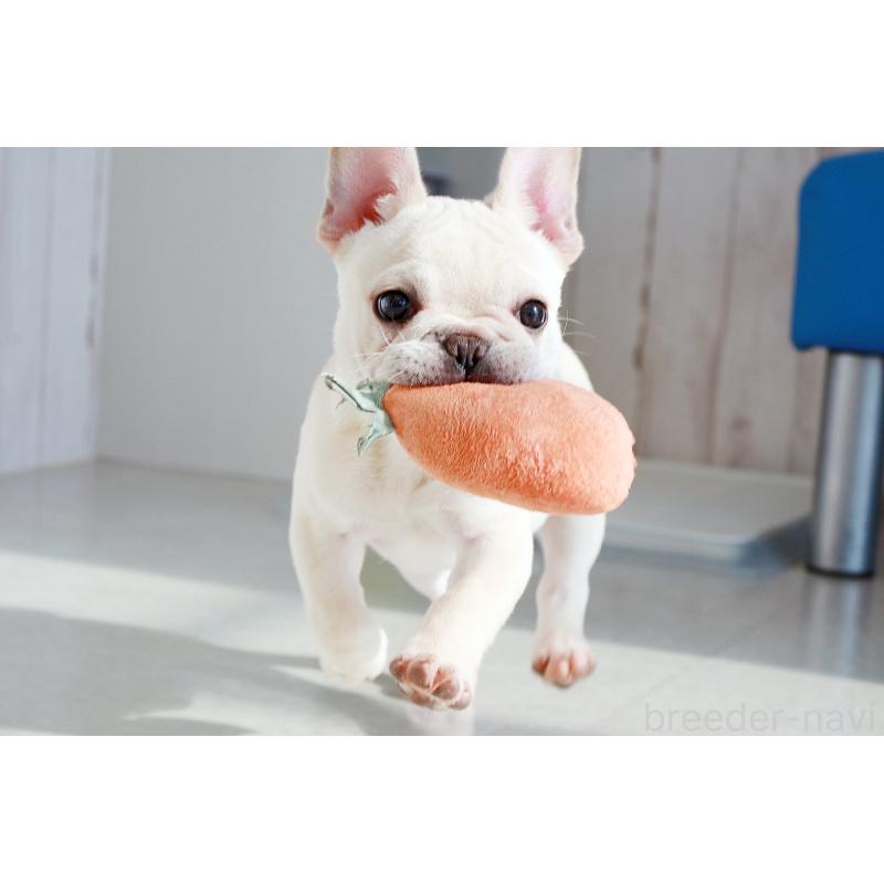 成約済の京都府のフレンチブルドッグ-420388の6枚目