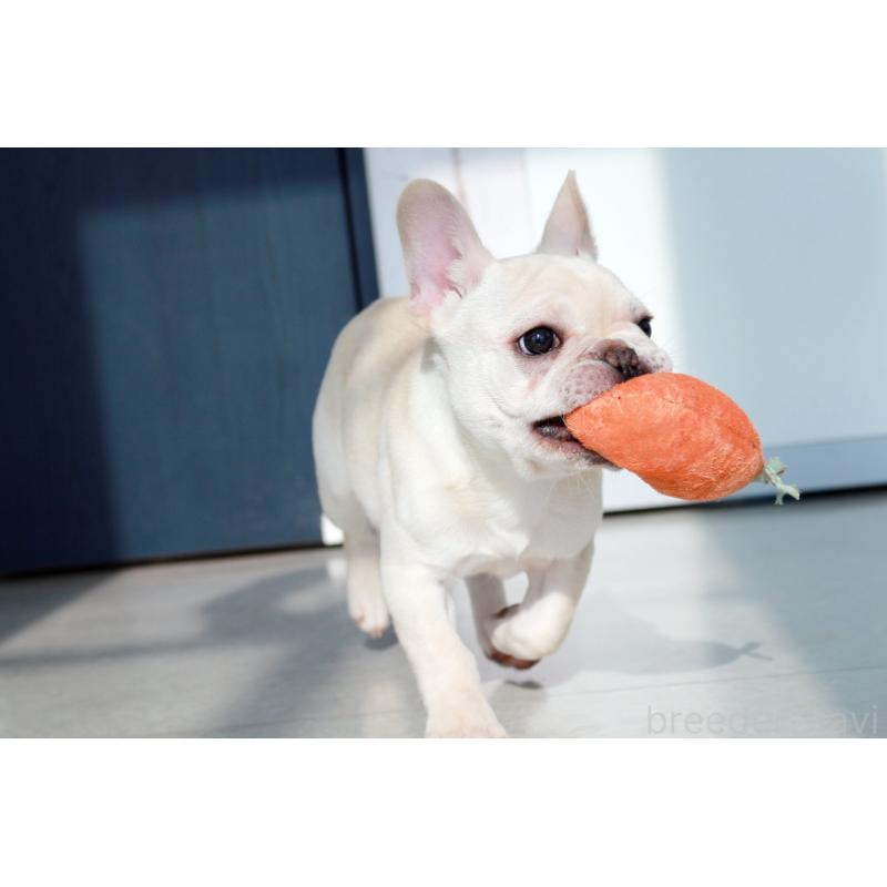 成約済の京都府のフレンチブルドッグ-420388の5枚目