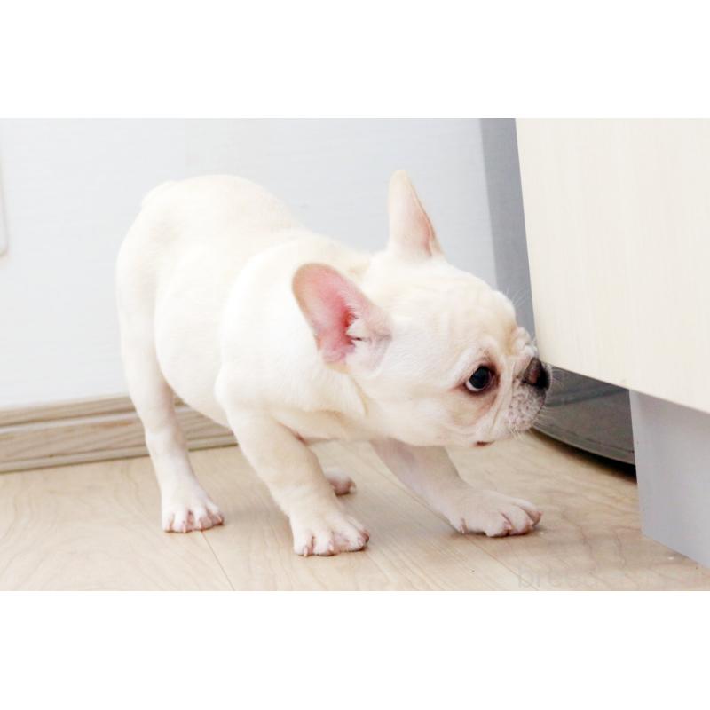 成約済の京都府のフレンチブルドッグ-420388の4枚目