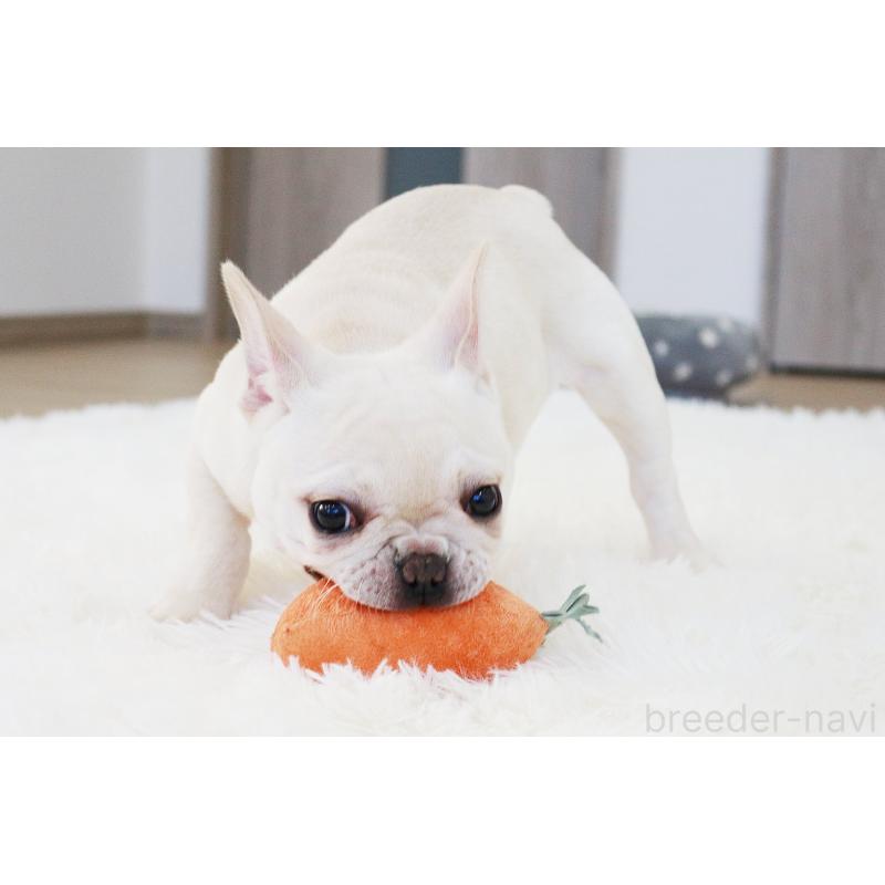 成約済の京都府のフレンチブルドッグ-420388の3枚目