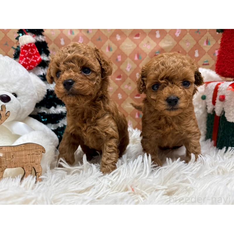 販売中の山形県のトイプードル-434134の2枚目