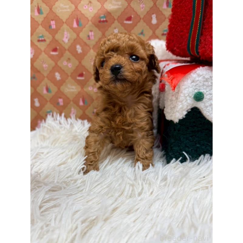 販売中の山形県のトイプードル-434134の1枚目