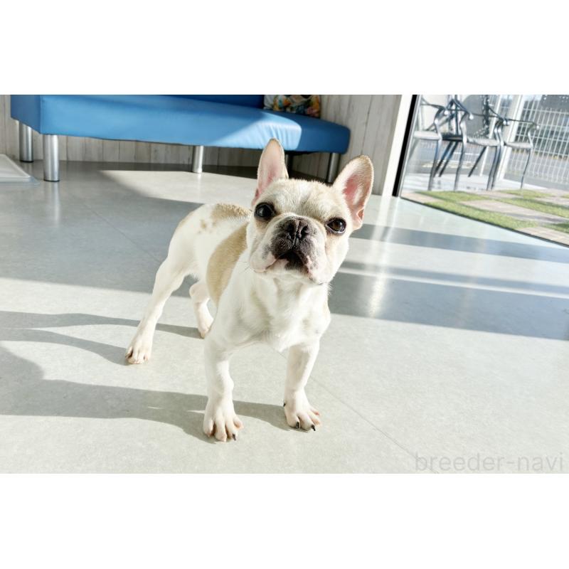 販売中の京都府のフレンチブルドッグ-405025の6枚目