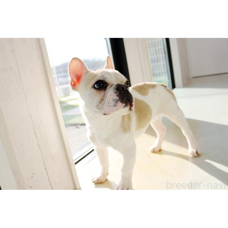 販売中の京都府のフレンチブルドッグ-405025の5枚目