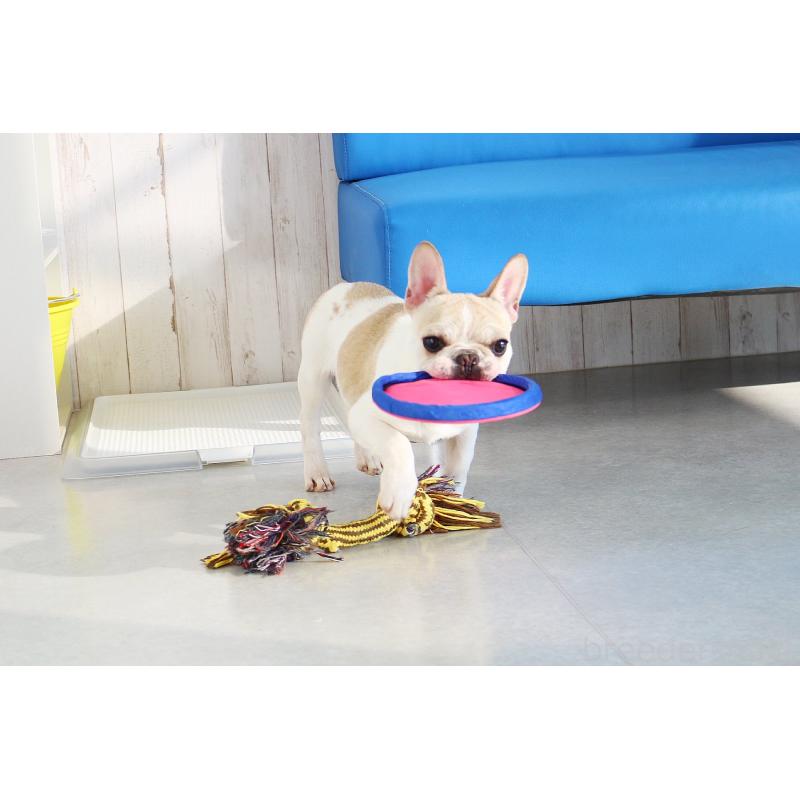 販売中の京都府のフレンチブルドッグ-405025の3枚目