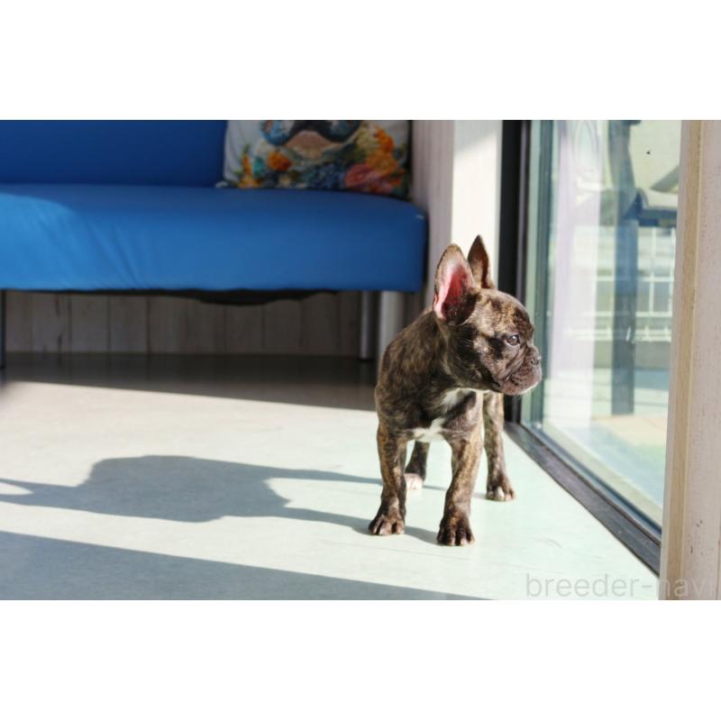 販売中の京都府のフレンチブルドッグ-417030の4枚目