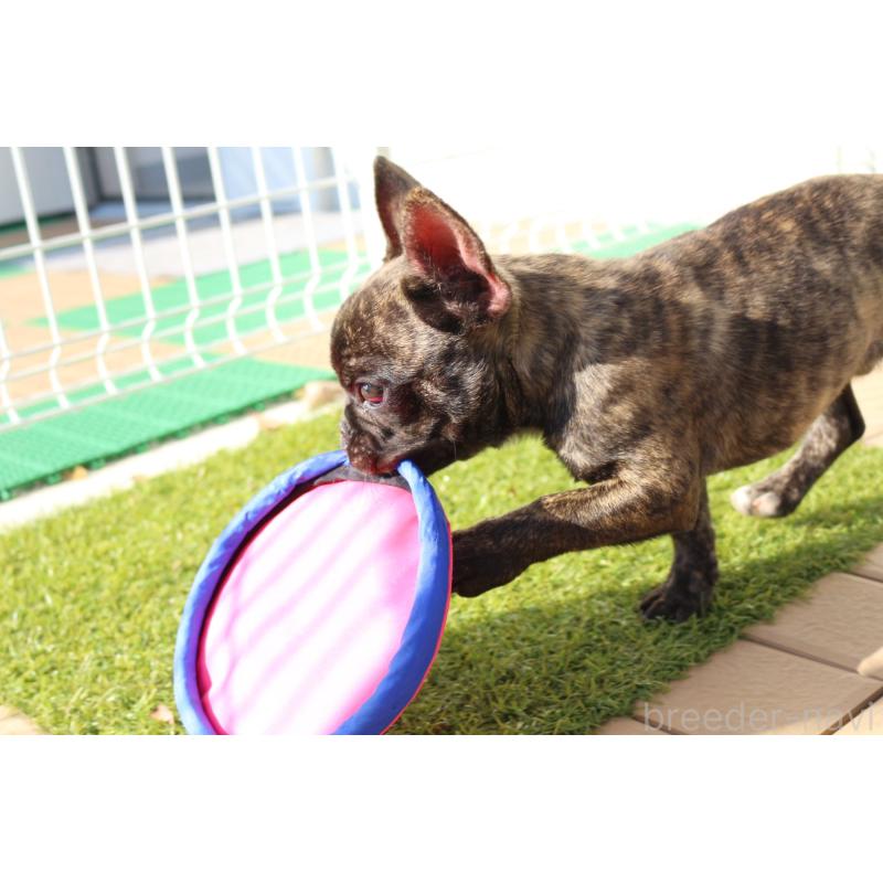 販売中の京都府のフレンチブルドッグ-417030の3枚目