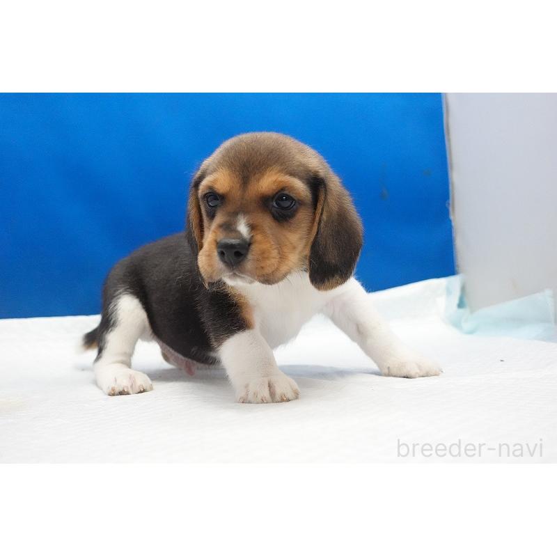 成約済の愛知県のビーグル-429994の14枚目