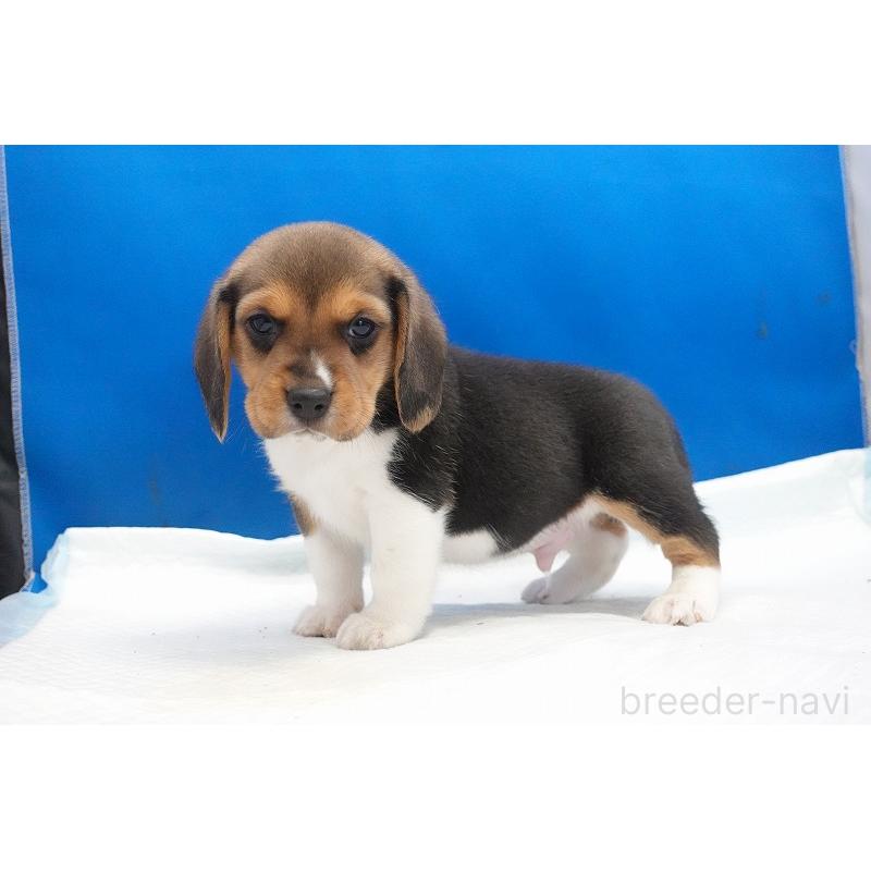 成約済の愛知県のビーグル-429994の13枚目