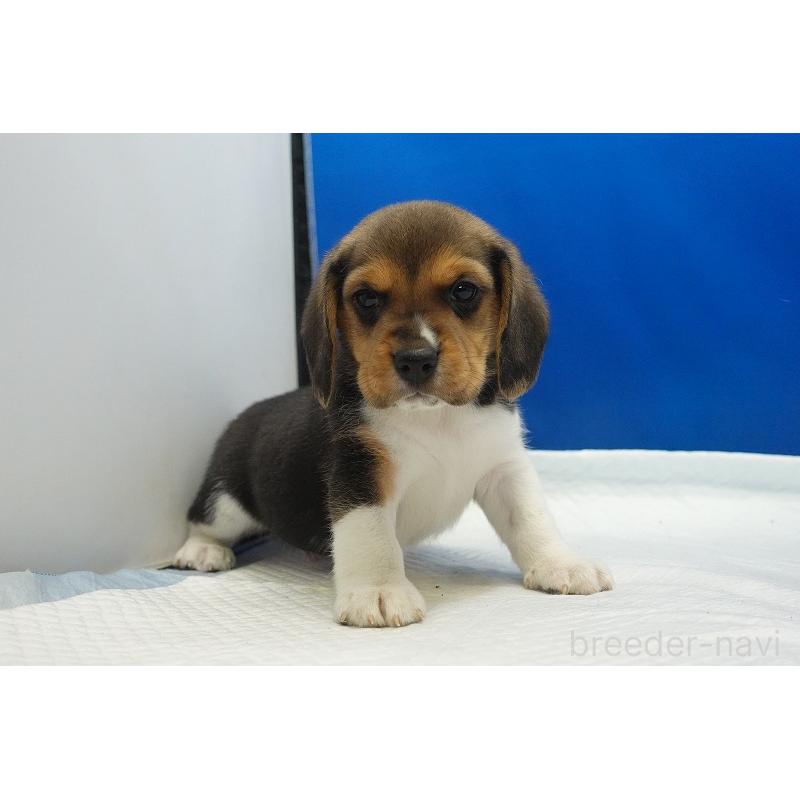 成約済の愛知県のビーグル-429994の12枚目