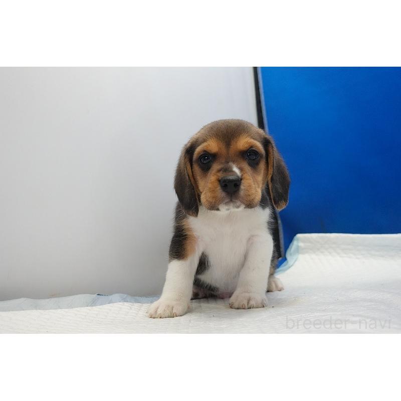 成約済の愛知県のビーグル-429994の11枚目