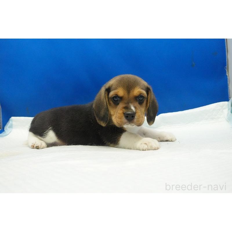 成約済の愛知県のビーグル-429994の10枚目
