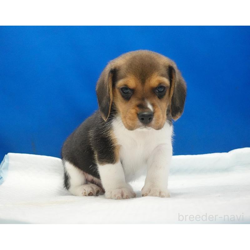 成約済の愛知県のビーグル-429994の8枚目