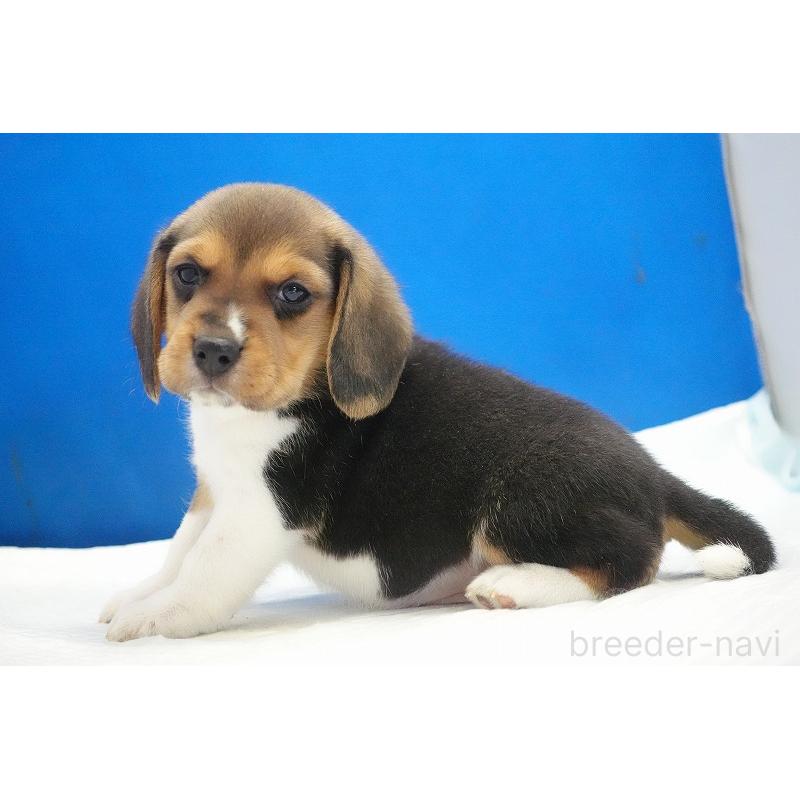成約済の愛知県のビーグル-429994の7枚目