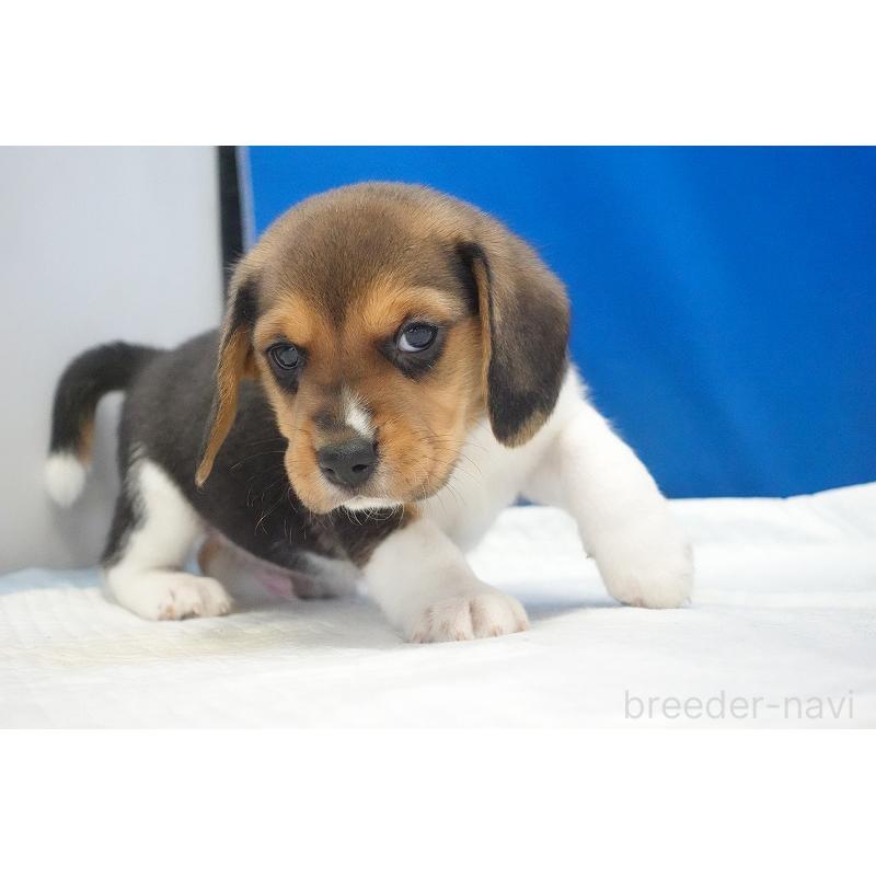 成約済の愛知県のビーグル-429994の6枚目