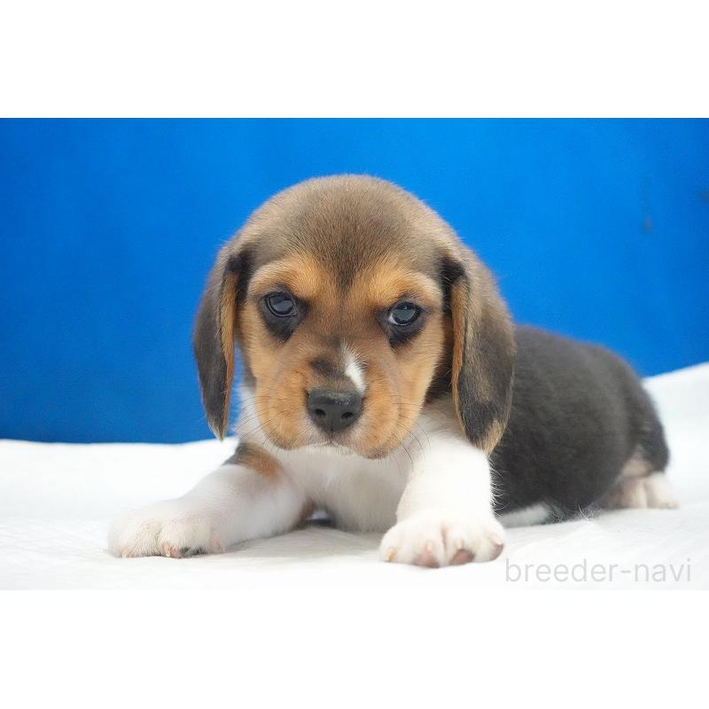 成約済の愛知県のビーグル-429994の5枚目