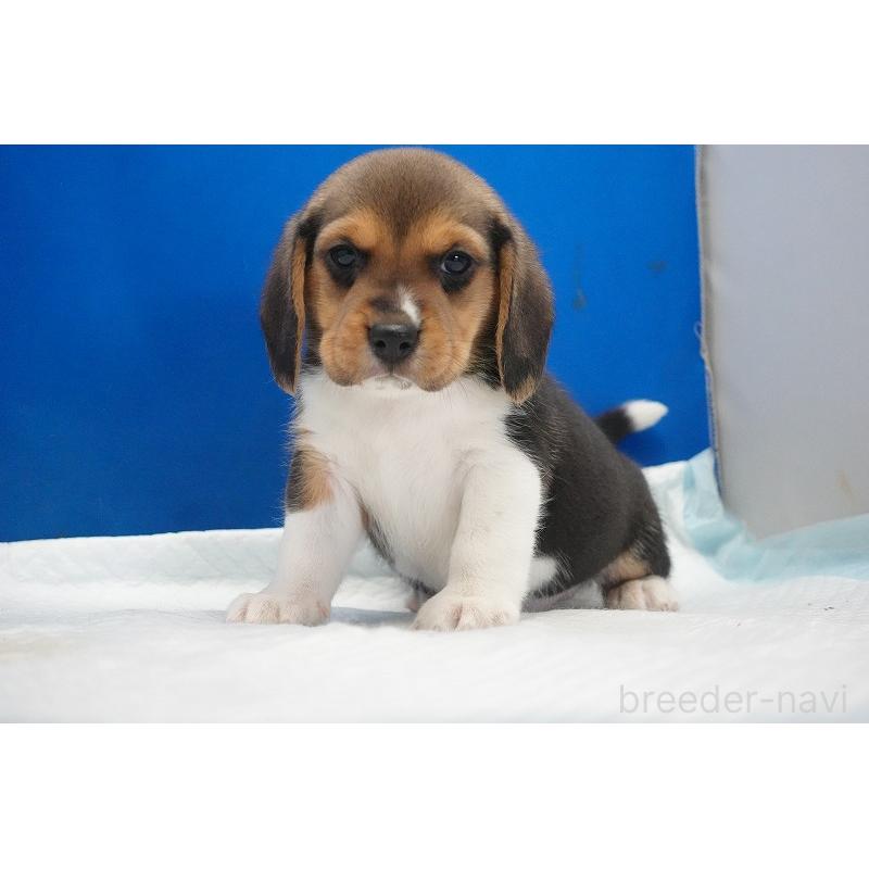 成約済の愛知県のビーグル-429994の4枚目