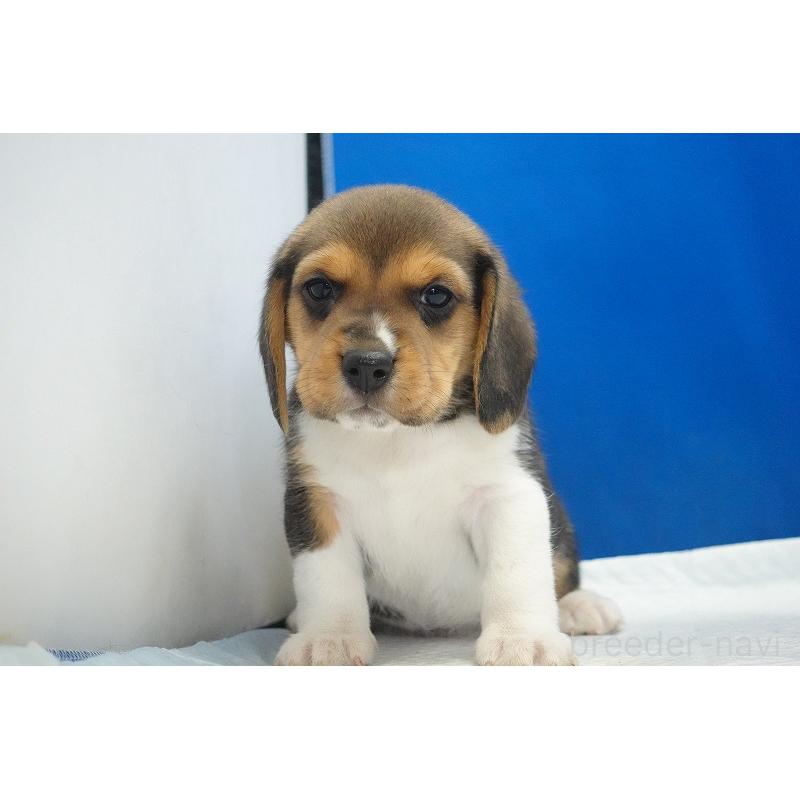 成約済の愛知県のビーグル-429994の3枚目