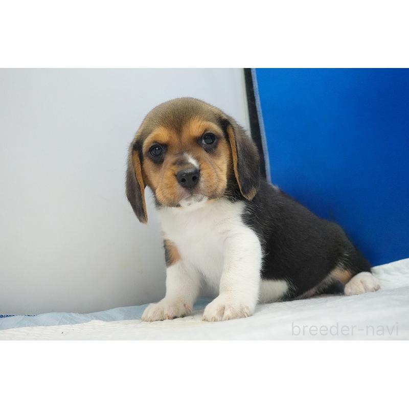 成約済の愛知県のビーグル-429994の2枚目