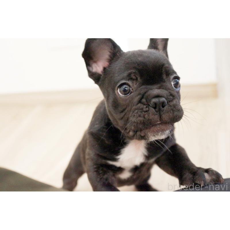 販売中の京都府のフレンチブルドッグ-424905