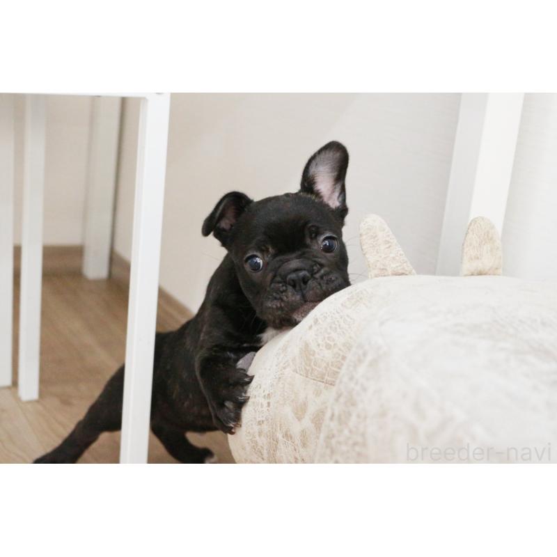 販売中の京都府のフレンチブルドッグ-424905の7枚目