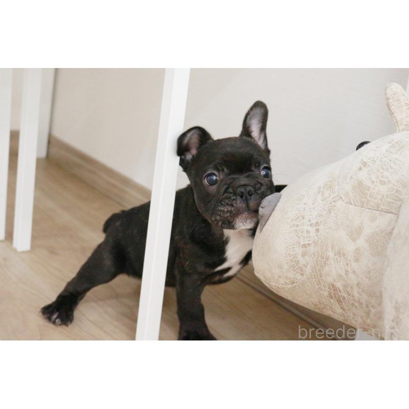 販売中の京都府のフレンチブルドッグ-424905の6枚目
