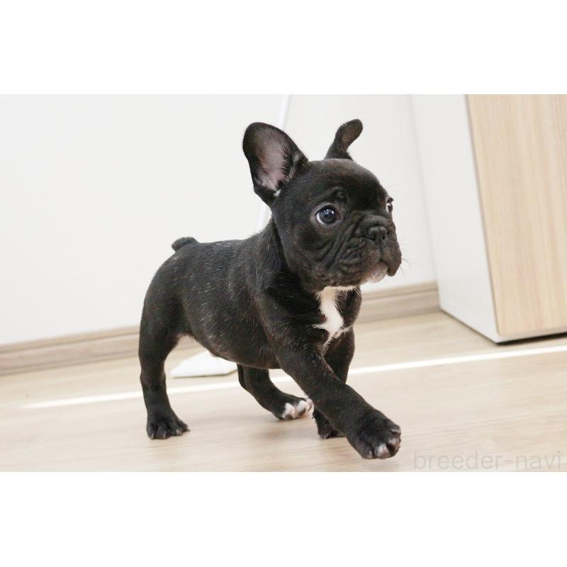 販売中の京都府のフレンチブルドッグ-424905の5枚目