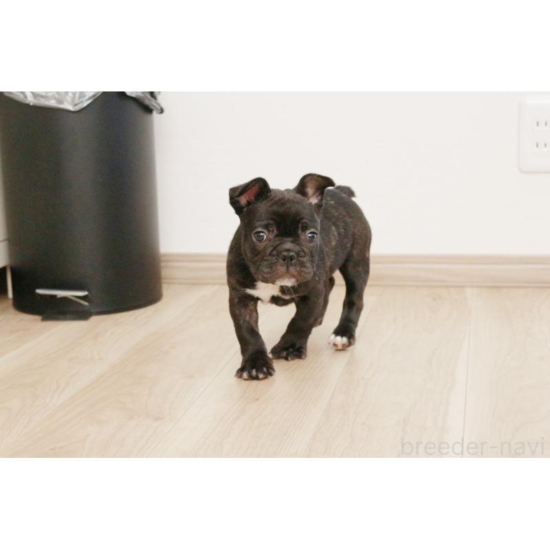 販売中の京都府のフレンチブルドッグ-424905の4枚目