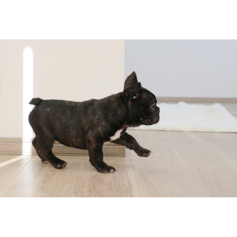 販売中の京都府のフレンチブルドッグ-424905の3枚目