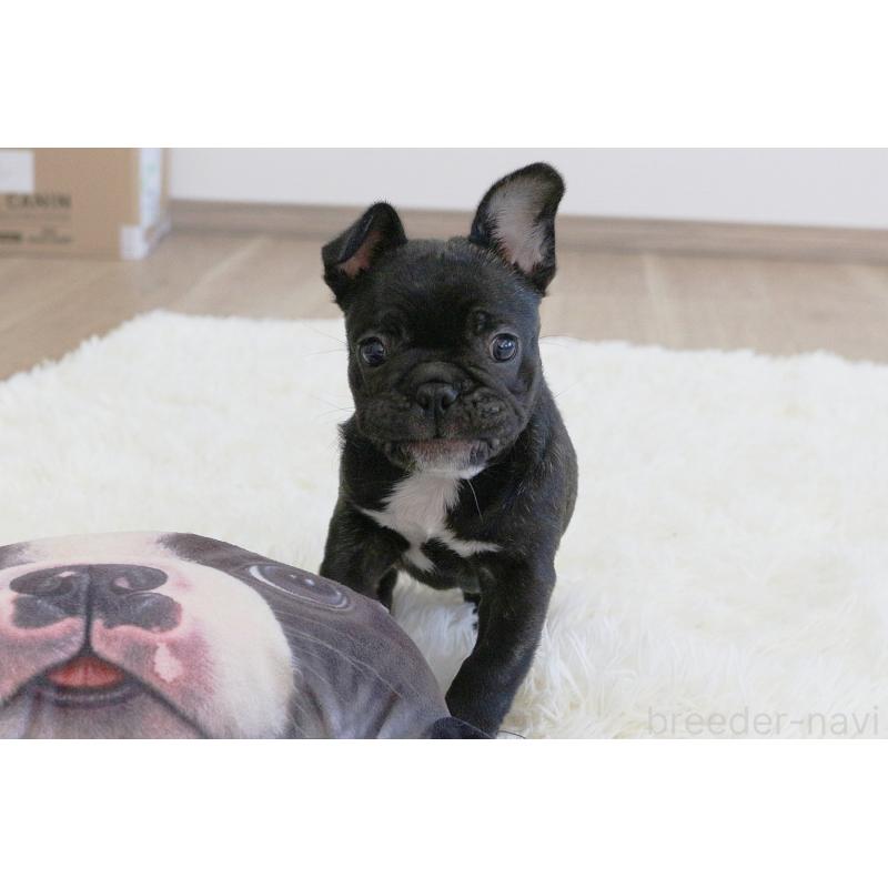 販売中の京都府のフレンチブルドッグ-424905の2枚目