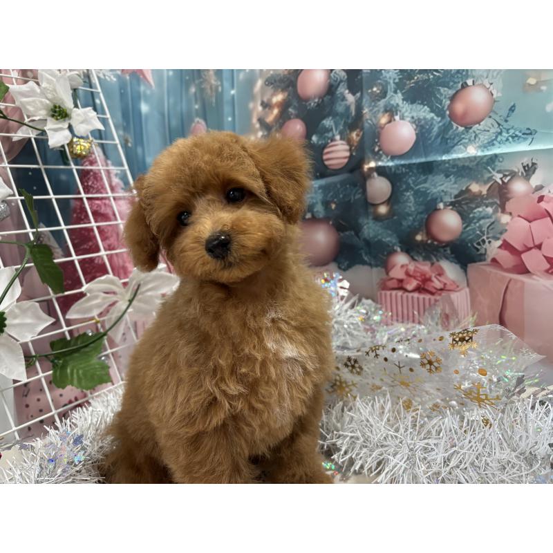 販売中の栃木県のタイニープードル-423582の7枚目