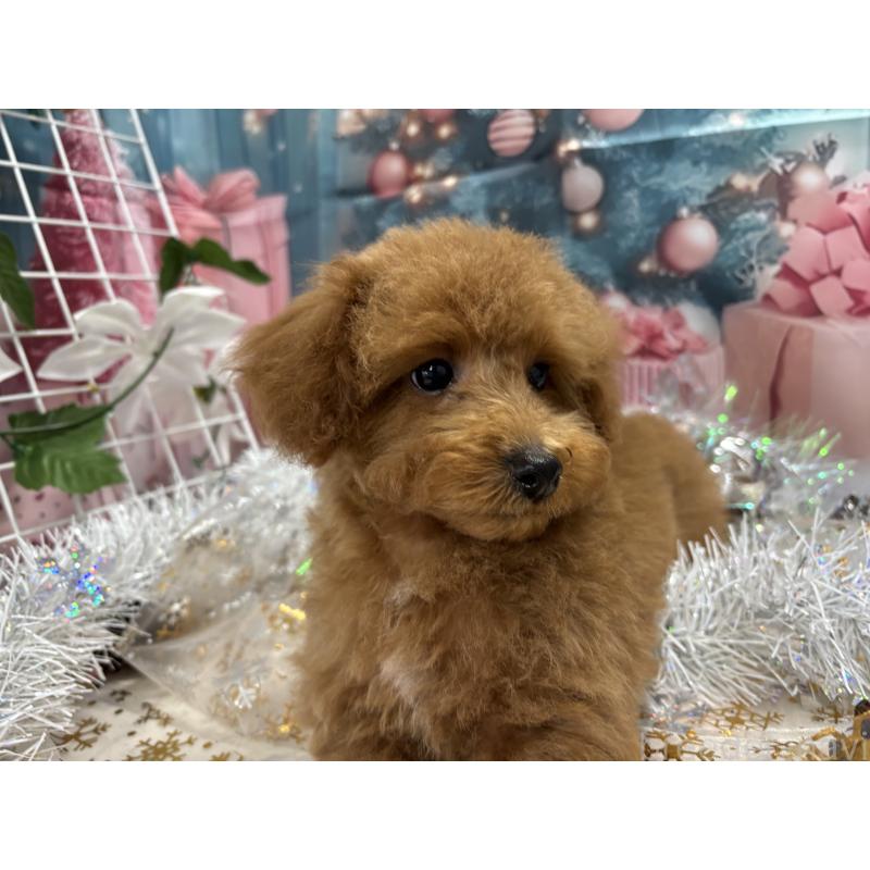 販売中の栃木県のタイニープードル-423582の6枚目