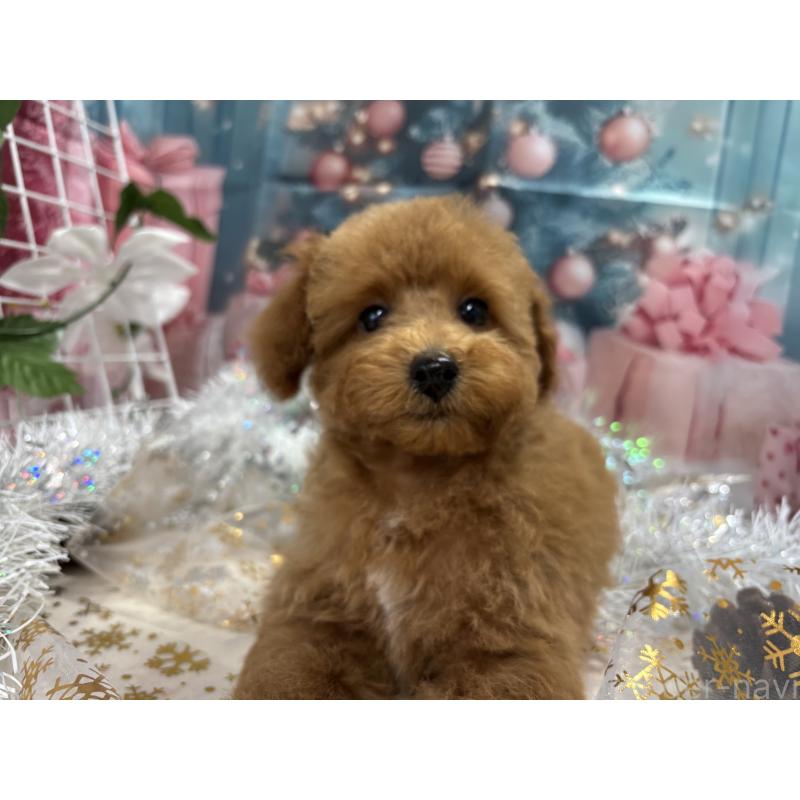 販売中の栃木県のタイニープードル-423582の3枚目