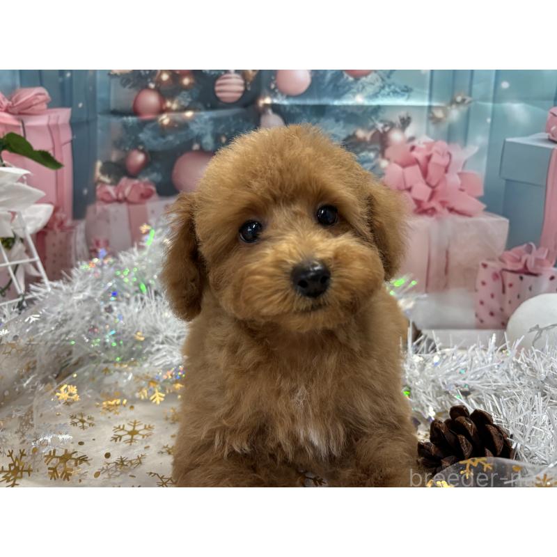 販売中の栃木県のタイニープードル-423582の2枚目