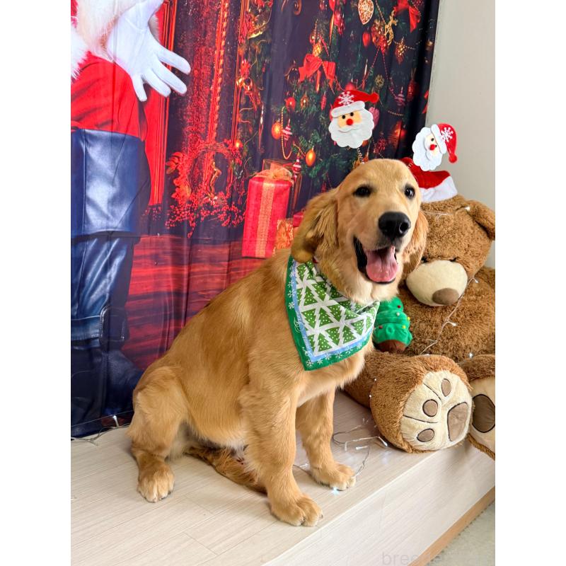 販売中の静岡県のゴールデンレトリーバー-434139の9枚目